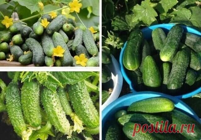 6 СОВЕТОВ, ОТ ВСЕХ БОЛЕЗНЕЙ ОГУРЦОВ!
1. После появления всходов в фазе развития 3 – 4 листочков огурцы нужно обработать следующим составом: 

В ведро воды добавить 30 капель йода, 20г хозяйственного мыла и 1 л молока. Опрыскивание таким составом можно проводить через каждые 10 дней. 

2. С вечера замочить булку хлеба в ведре воды, утром размять хлеб, добавить маленький пузырек йода, развести 1л жидкости в ведре воды и побрызгать огурцы. Оставшуюся жидкость можно хранить в ...