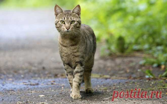 Котики - муркотики - 16 декабря 2016 в 14:21
