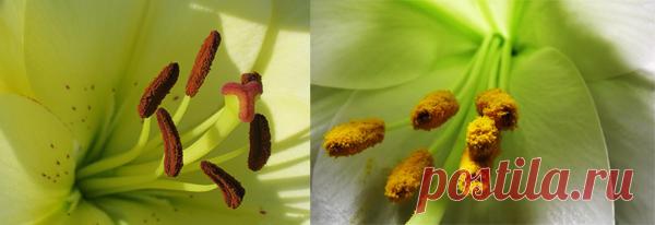 Ещё немного, и дети от пестиков и тычинок дойдут до ещё более важного вопроса, гармонии человека и животных через испражнение кишечника.