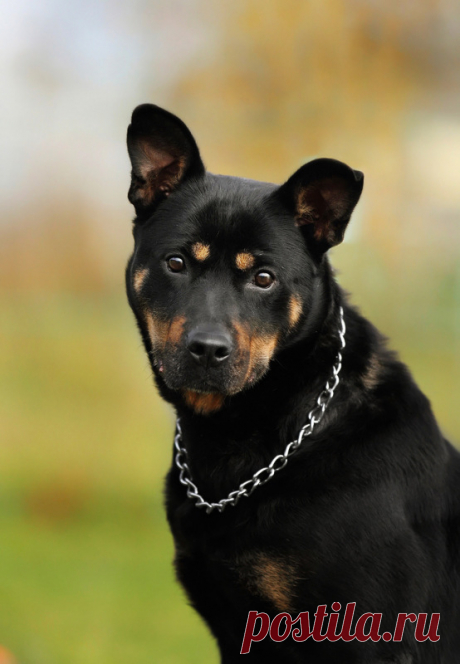 У Альмы есть мечта - стать твоим другом, этого ей достаточно. МО – Животные ищут дом, пользователь Ольга PPR | Группы Мой Мир