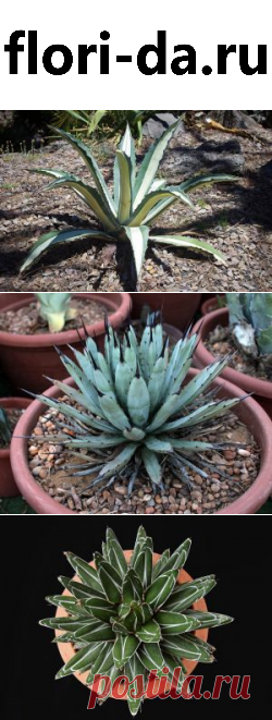 Агава: фото, советы и рекомендации по уходу | flori-da.ru
