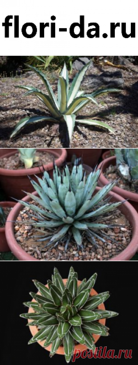 Агава: фото, советы и рекомендации по уходу | flori-da.ru