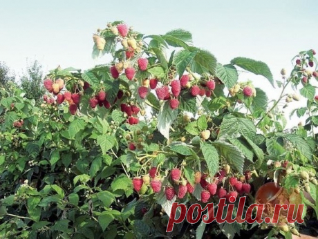 ЛЕГКИЙ СПОСОБ ВЫРАЩИВАНИЯ РЕМОНТАНТНОЙ МАЛИНЫ 

Выращиваю ремонтантную малину уже 8 лет. За это время собралась коллекция из 23 сортов разных сроков созревания. Но на этом останавливаться не собираюсь. 

Начинал я, как и многие, с сортов Геракл и Несравненная. Сорта хорошие, до сих пор держу их в коллекции. Чуть позже появились Полана и Хэджи редж (ягоды очень сладкие, круглые, оранжевого цвета). 

Еще выращиваю сорта Оранжевое чудо, Жар-птица, Пингвин, Брянское диво, Руби...