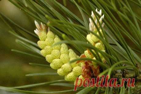 Пыльца сосны - источник молодости и здоровья