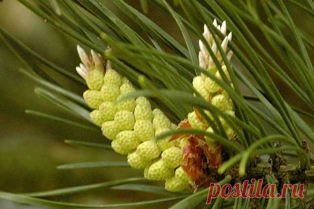 Пыльца сосны - источник молодости и здоровья