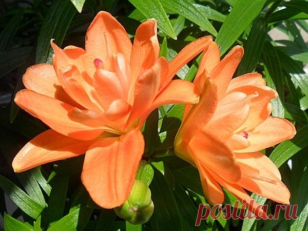 Роскошные лилии, выращивание в вазонах — 6 соток