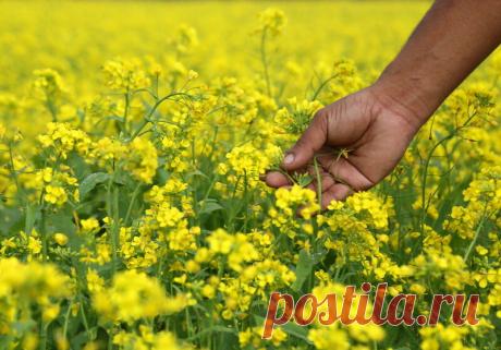 Забытые растения-сидераты, превышающие по эффективности горчицу или навоз. Я их активно использую, советую и вам попробовать | В огороде | Яндекс Дзен