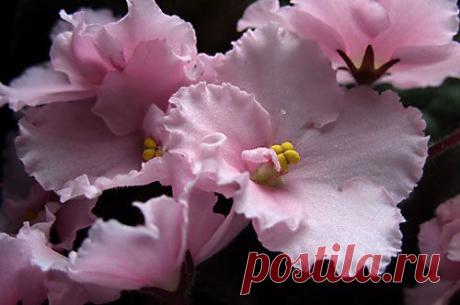 Сенполия (комнатная, узамбарская фиалка). Уход и размножение | Подмосковье