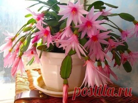 ПОЗАБОТИМСЯ О ПЫШНОМ ЦВЕТЕНИИ ДЕКАБРИСТА⁣⁣
Чтобы зимой декабрист порадовал яркими каскадами цветов, нужно позаботиться о нем. Главное, что нужно сделать – грамотно подкормить цветок, чтобы у него хватило сил на обильное и пышное цветение.⁣⁣
⠀⁣⁣
Борная кислота⁣⁣
Показать полностью...