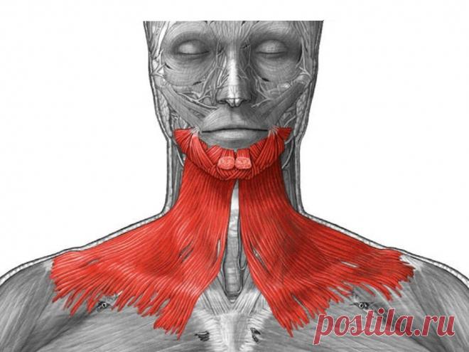Простое упражнение для мышцы, которая 