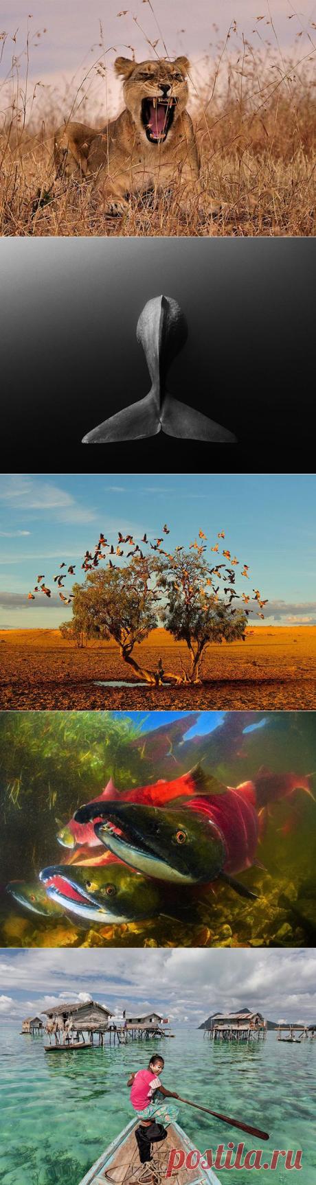 Лучшие фотографии National Geographic октября 2014 - Фотоискусство