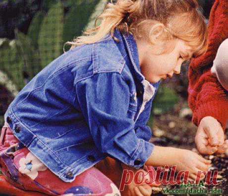 Осенний посев семян цветов