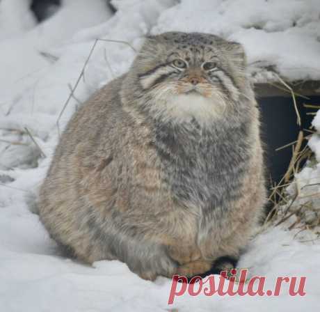 Гляди, какой котище — здоровенный! Подборка ну очень больших котанов, которых трудно назвать «котиками»
