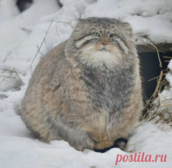 Гляди, какой котище — здоровенный! Подборка ну очень больших котанов, которых трудно назвать «котиками»