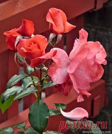 Google+ – #flowers