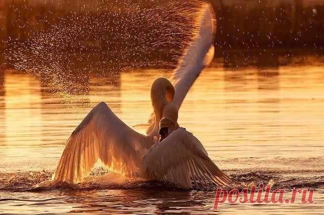 Лебединая верность!