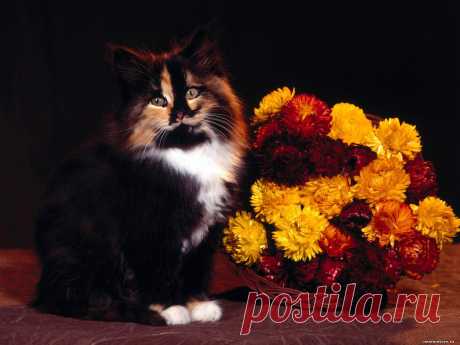 кот букет Кошки Кот Коты cats buketik 1600
