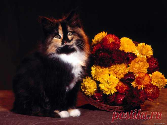 кот букет Кошки Кот Коты cats buketik 1600