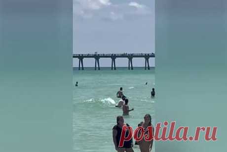 Крупная акула распугала купальщиков на пляже и попала на видео. В США акула появилась у берега среди купальщиков, распугала их и попала на видео. Инцидент произошел 3 июля на пляже Navarre Beach в штате Флорида. Снять появление хищной рыбы среди плавающих людей удалось Кристи Маккалли Кокс, которая позже выложила ролик в социальной сети.