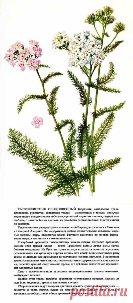 Тысячелистник обыкновенный