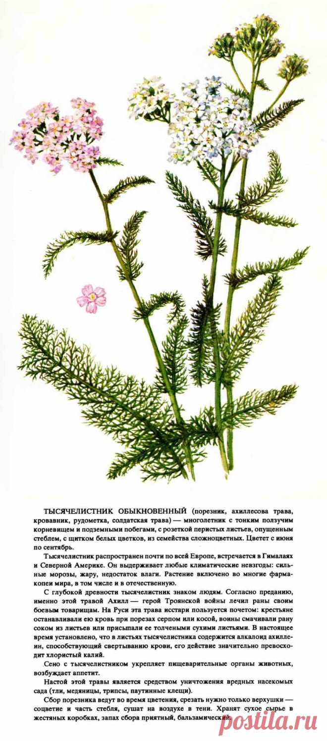 Тысячелистник обыкновенный