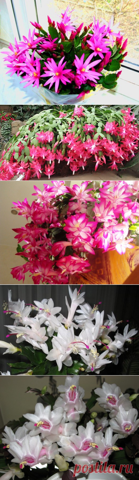 Как заставить вашего декабриста зацвести на Рождество? Секретики