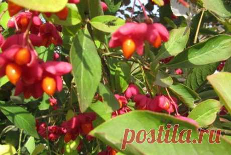 Удивительные плодики бруслины