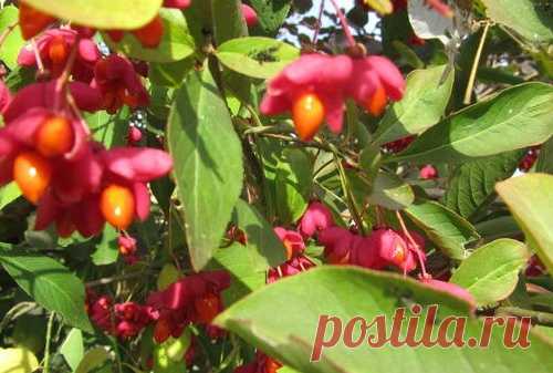 Удивительные плодики бруслины