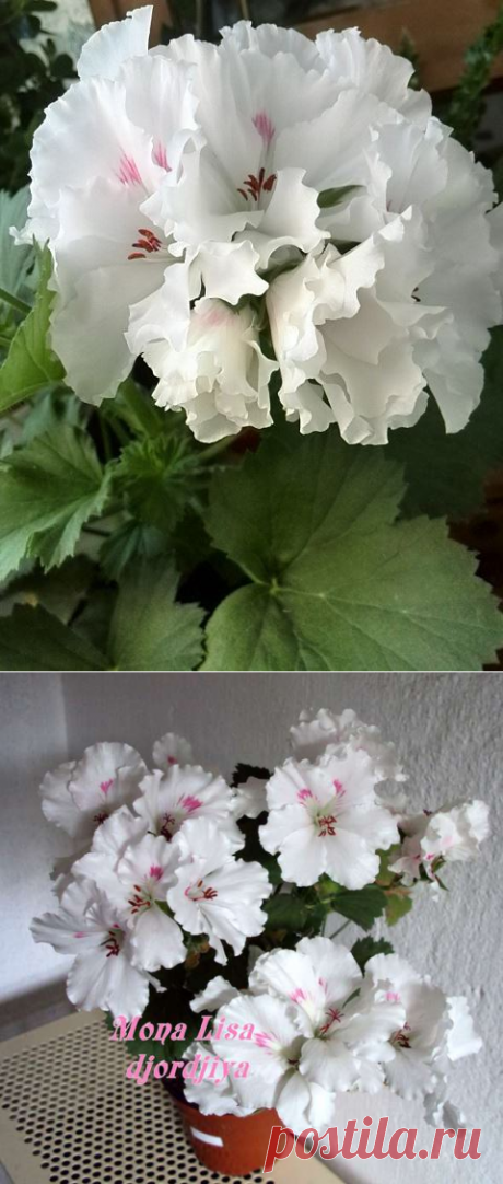 'Mona Lisa' - Форум цветоводов Фрау Флора