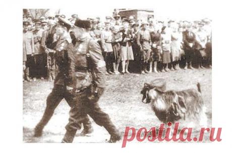 Козел — участник партизанского парада в Минске 16 июля 1944 года