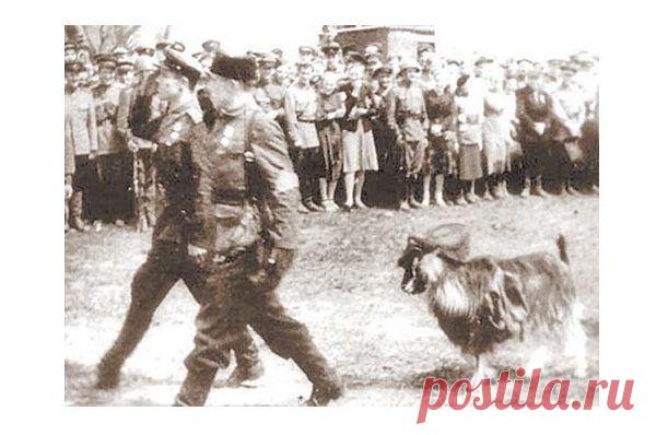 Козел — участник партизанского парада в Минске 16 июля 1944 года