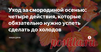 Уход за смородиной осенью: четыре действия, которые обязательно нужно успеть сделать до холодов Смородинка-смородина, любимица дачников.  После сбора урожая расслабляться не следует – работы предстоит еще много, и большая часть трудозатрат как раз приходится на октябрь-месяц. Итак, что не забыть сделать? Уход за смородиной осенью включает в себя четыре простых шага, которые нужно непременно успеть сделать до наступления морозов