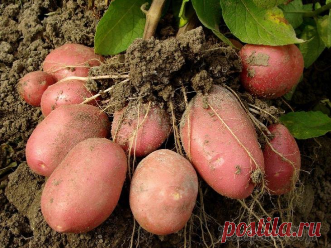 Урожайные эксперименты: сажаем картофель китайским методом Блюда из картофеля уже давно завоевали всемирную популярность. Вкуснейшие клубни этого южноамериканского растения за три века постепенно покорили все континенты. Азиатские земледельцы долгое время отд...
