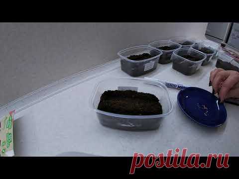 Астра всходит на 2-3 день.Мой фирменный способ посева астр.21.03.2021