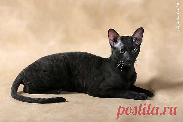 Корниш рекс