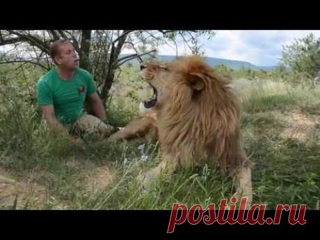 Лев ЛОРД или КАК  Я СТАЛ ВОЖАКОМ ЛЬВОВ !!!HOW I BECAME THE LEAD LEADER !!!