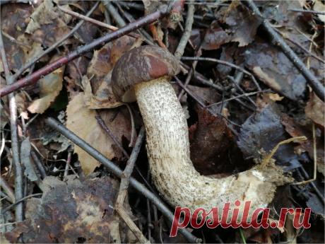 Собираю прячущиеся грибы. Максимум внимательности и медлительности. | Нестарая дача дедушки Сергея | Яндекс Дзен