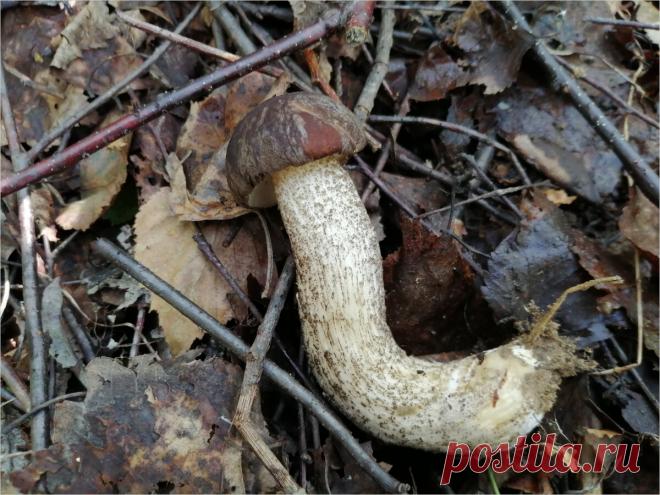 Собираю прячущиеся грибы. Максимум внимательности и медлительности. | Нестарая дача дедушки Сергея | Яндекс Дзен