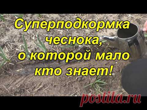 Проведите подкормку чеснока именно так и сами удивитесь урожаю!