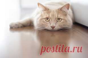 Пейте воду и заведите кота. Рецепты молодости из разных стран — Рамблер-Новости