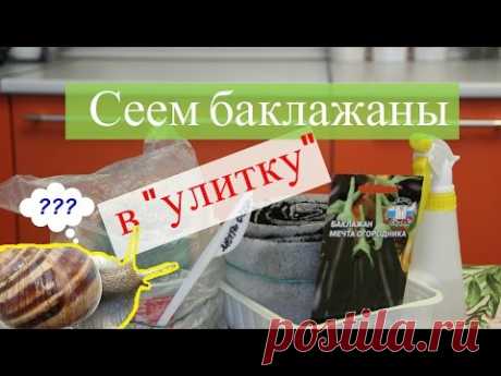 Сеем баклажаны в &quot;улитку&quot;. - YouTube