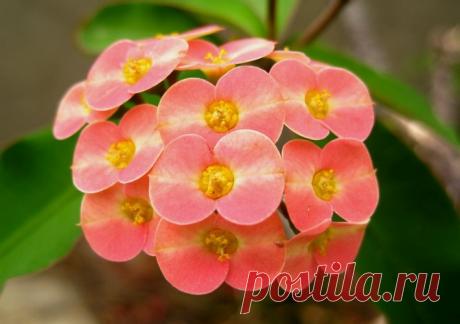 Молочай миля: уход в домашних условиях, фото