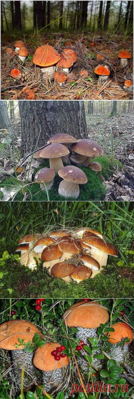 СМОТРЕТЬ СПОКОЙНО НА ЭТО НЕВОЗМОЖНО!
