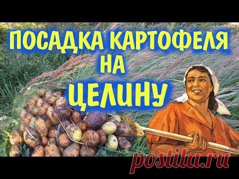 Картофель на целине без перекопки. Что получилось?