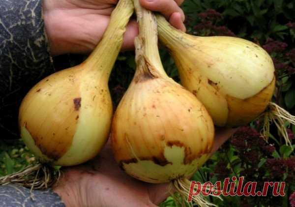 лук