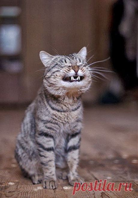 Кот (Котофул комьюнити): Улыбка до ушей:-) - nadegdacherepaschuk@gmail.com - Gmail