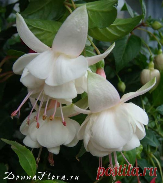 Фото Achilles Tops, альбом Фуксии - 86 фото | Фотографии Светланы Чишиной.