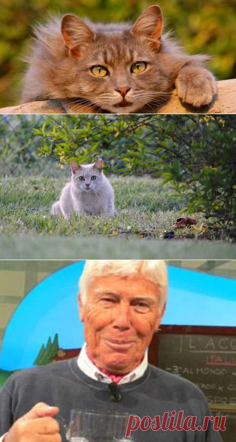 Можно ли есть котиков?