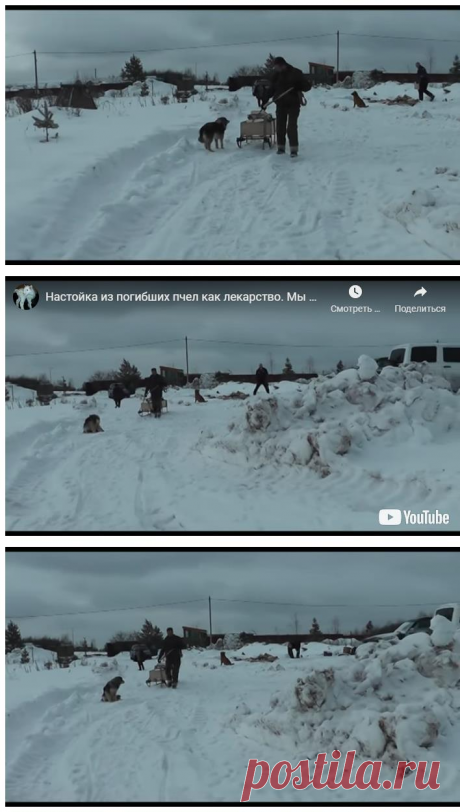Настойка из погибших пчел как лекарство. мы на пасеке &amp;#8212; Усадьба Белая Коза