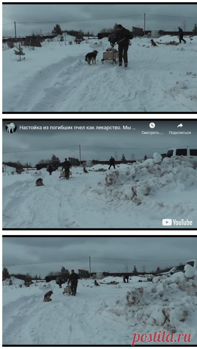 Настойка из погибших пчел как лекарство. мы на пасеке &#8212; Усадьба Белая Коза